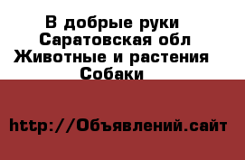 В добрые руки - Саратовская обл. Животные и растения » Собаки   